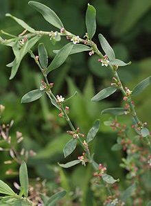 220px-Polygonum_aviculare_4