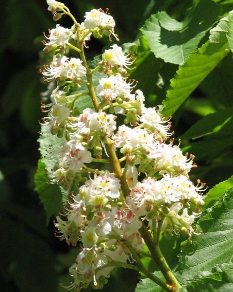 kasztanowiec_zwyczajny_601